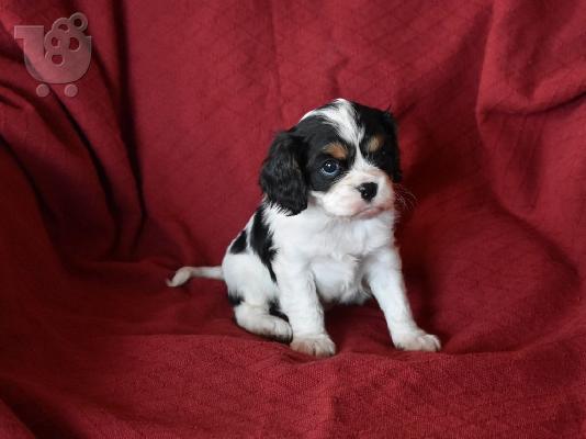 King of Cavaliers Charles κουτάβια.